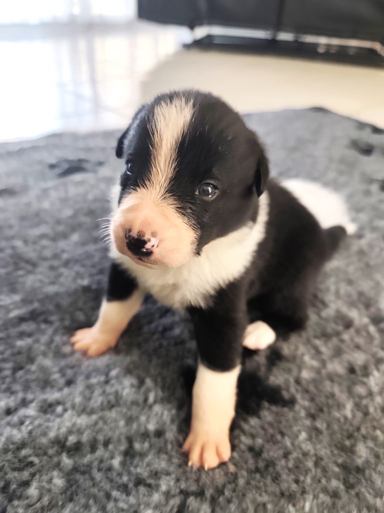 Des Joyeux quatre Pattes - Chiots disponibles - Border Collie