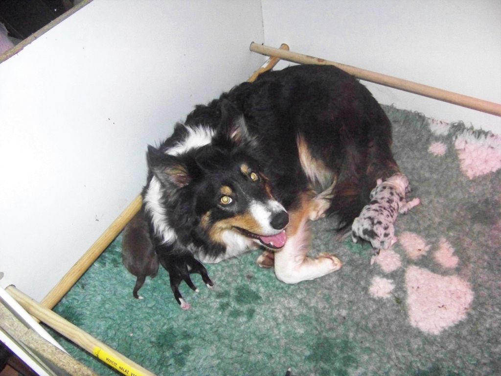 Chiot Border Collie Des Joyeux quatre Pattes